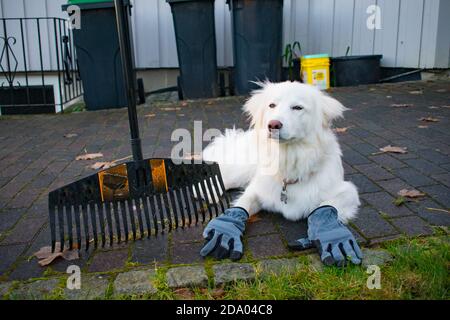 Funny Dog Doing House Arbeit Tragen Handschuhe und Laub - Hund Macht Aufgaben Motiv Stockfoto