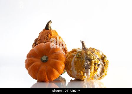 Mini-Kürbisse, Knabberschnässe und Kürbisse mit Reflexion auf weißem Hintergrund mit Kopierraum Stockfoto