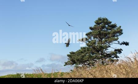 Ein paar wilde Vögel fliegen auf dem Feld in der Nähe Ein großer einsamer Baum Stockfoto