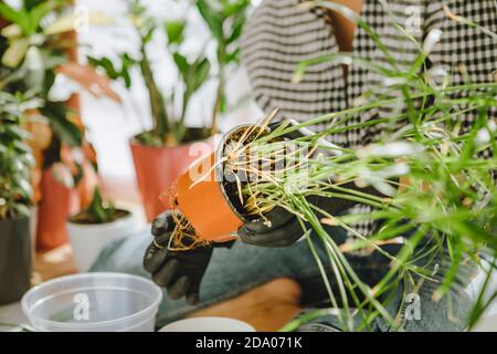 Frau verpflanzt Blumen in größeren Töpfen zu Hause Stockfoto