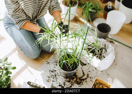 Frau verpflanzt Blumen in größeren Töpfen zu Hause Stockfoto