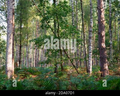 Der Herbstanfang im Thetford Forest, Norfolk, Großbritannien Stockfoto