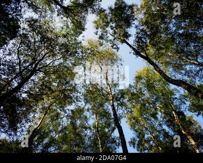 Blick auf die Baumkronen der Silberbirken, Thetford Forest, Norfolk, Großbritannien Stockfoto