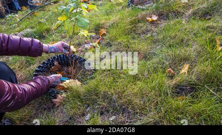 Nahaufnahme der weiblichen Hände, die junge Himbeerpflanzen im Garten schneiden. Gartenkonzept. Stockfoto