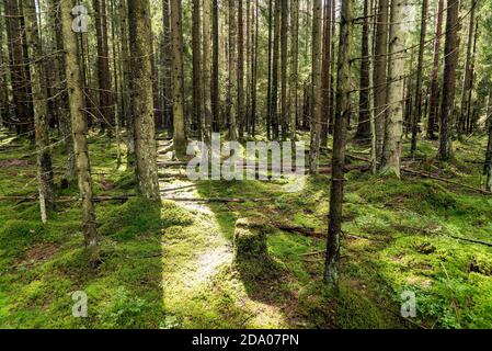 Dichter Wald mit Fichtenstämmen und grünem Moos. Leningrad Stockfoto