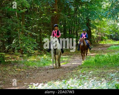 Reiten im Thetford Forest, Norfolk, Großbritannien Stockfoto