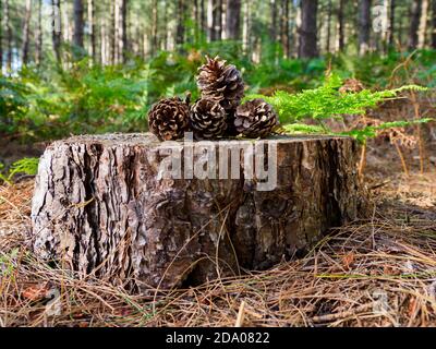 Kiefernzapfen auf einem Stumpf im Wald, Thetford Forest, Norfolk, Großbritannien Stockfoto