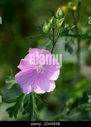 Malva alcea, vervain Malve, rosa Wildblume, Norfolk, Großbritannien Stockfoto