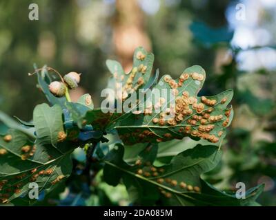 Die gewöhnliche Spangle Gall Wespe, Neuropterus quercusbaccarum, viele Gallenbälle auf Eichenblättern, Norfolk, UK Stockfoto