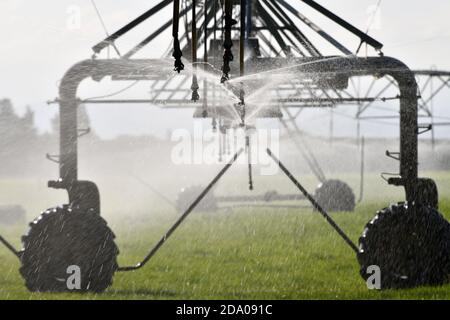 Bewässerungssprinkler Wasser Milchweide in Canterbury, Neuseeland, wo Wasserversorgung hat sich zu einem umstrittenen Thema Stockfoto