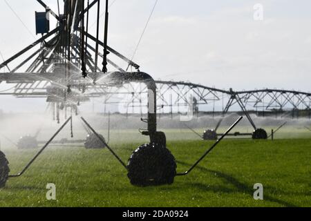 Bewässerungssprinkler Wasser Milchweide in Canterbury, Neuseeland, wo Wasserversorgung hat sich zu einem umstrittenen Thema Stockfoto