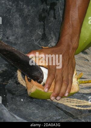 Eröffnung Kokosnuss in Thailand Stockfoto