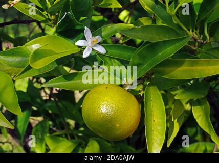 Mandarinenblüte und Frucht aus nächster Nähe Stockfoto
