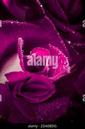 Fliederrose mit Tau-Tropfen, Makroaufnahme, selektiver Fokus Stockfoto
