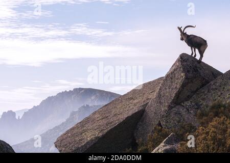 P.N. de Gredos, Spanien. Genaral Back beleuchtete Ansicht der männlichen wilden Berg posiert auf einem Felsen mit Himmel und Bergen im Hintergrund. Stockfoto