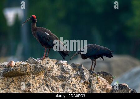 Rotnapter Ibis, Noida, Indien - 02. September 2019: Ein hungriges Rotnapter Ibis (Pseudibis papillosa) Baby, das seine Mutter bittet, Essen in Noida, Uttar Prade, zu geben Stockfoto