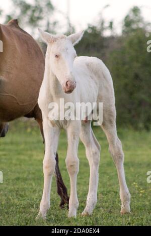 Nahaufnahme einer Woche Albino Lusitano Fohlen auf einer Wiese. Stockfoto