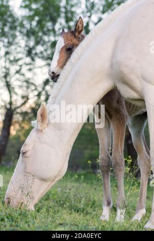 Albino Lusitano Stute grast mit ihrem einwöchigen Kastanienfohlen. Stockfoto