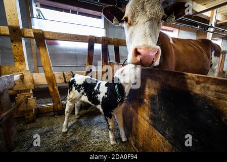 Eine Woche altes Kalb und die Mutterkuh stehen zusammen im Stall in einem Kuhstall auf einer Alp, Ackernalm, Tirol, Österreich Stockfoto