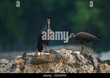 Rotnapter Ibis, Noida, Indien - 02. September 2019: Ein hungriges Rotnapter Ibis (Pseudibis papillosa) Baby, das seine Mutter bittet, Essen in Noida, Uttar Prade, zu geben Stockfoto