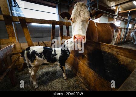 Eine Woche altes Kalb und die Mutterkuh stehen zusammen im Stall in einem Kuhstall auf einer Alp, Ackernalm, Tirol, Österreich Stockfoto