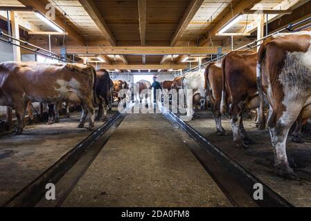 Milchkühe werden in den Kuhstall gebracht und an die Melkmaschine Ackernalm, Tirol, Österreich angeschlossen Stockfoto