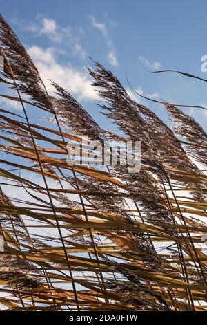 Pampas Gras mit blauem Himmel und Wolken wiegen in der Wind Stockfoto