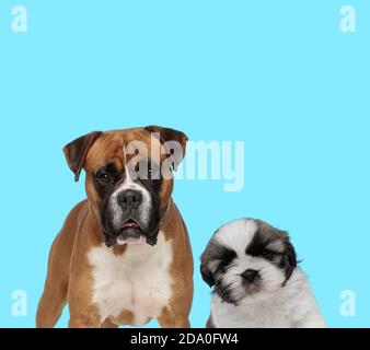 Pflichtbewusst Boxer freuen sich und Shih Tzu Junge suchen schüchtern Auf blauem Hintergrund Stockfoto