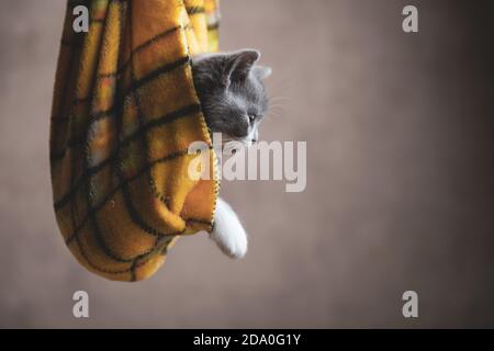 Seitenansicht einer entzückenden britischen Kurzhaarkatze eingehüllt Ein Tuch wie ein Geschenk hängt vor grauem Hintergrund Stockfoto