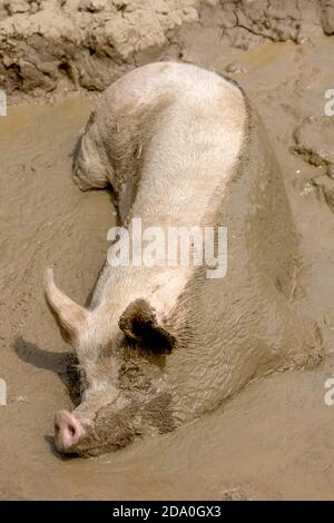 Schwein schläft in einem Schlammbad mit der Hälfte seines Körpers mit Schlamm bedeckt. Stockfoto