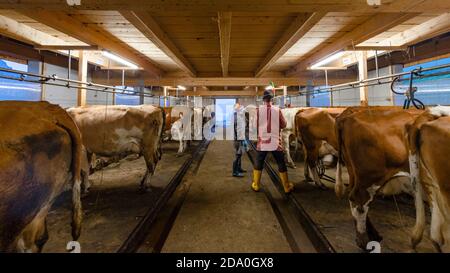 Kühe, Landwirt und ein Milchmädchen beim Melken im Kuhstall, Ackernalm, Tirol, Österreich Stockfoto