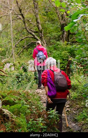 Rückansicht von unkenntlich weiblichen älteren Wanderern mit Rucksack während Reisen zusammen in der Nähe von Grünpflanzen in Asturien Stockfoto