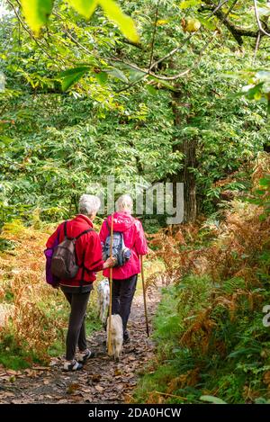 Rückansicht von unkenntlich weiblichen älteren Wanderern mit Rucksack während Reisen zusammen mit Hunden in der Nähe von Grünpflanzen in Asturien Stockfoto