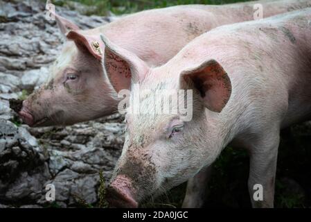 Nahaufnahme von Hausschweinen auf der Suche nach Futter auf einer schlammigen Alm, Ackernalm, Tirol, Österreich Stockfoto