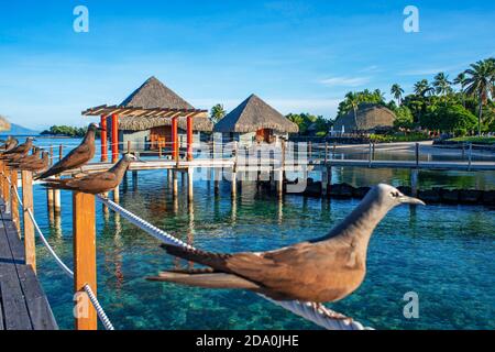 Sonnenuntergang im Le Meridien Hotel auf der Insel Tahiti, Französisch Polynesien, Tahiti Nui, Gesellschaftsinseln, Französisch Polynesien, Südpazifik. Stockfoto