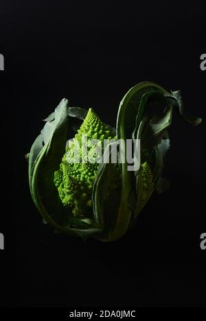 Romanesco Brokkoli Kohl auf schwarzem Hintergrund Stockfoto