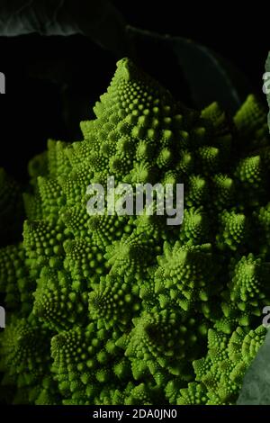 Makro von romanesco Brokkoli Kohl auf schwarzem Hintergrund Stockfoto
