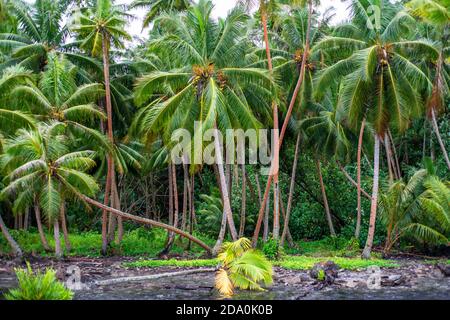 Landschaft in der Nähe des Marae-Tempels in Maeva, Huahine, Gesellschaftsinseln, Französisch-Polynesien, Südpazifik. Stockfoto