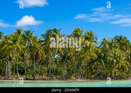 Tropisches Paradies Seeseite Taha'a Insellandschaft, Französisch Polynesien. Motu Mahana Palmen am Strand, Taha'a, Gesellschaftsinseln, Französisch-Polynesien, Stockfoto