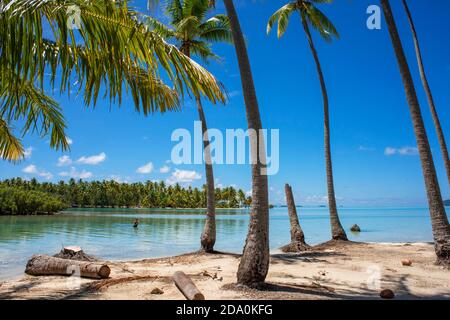 Tropisches Paradies Seeseite Taha'a Insellandschaft, Französisch Polynesien. Motu Mahana Palmen am Strand, Taha'a, Gesellschaftsinseln, Französisch-Polynesien, Stockfoto