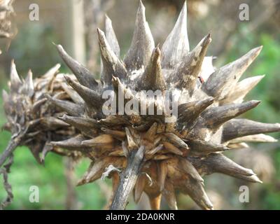 Nahaufnahme des riesigen, stacheligen Blütenkopfes eines Cardoons, cynara cardunculus, der skulpturales Interesse in einem Wintergarten bietet. Stockfoto