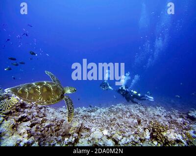 Schwimmen mit grünen Meeresschildkröten und tropischen Fischen an der Bora Bora Lagune, Moorea, Französisch Polynesien, Gesellschaftsinseln, Südpazifik. Cook's Bay. Stockfoto