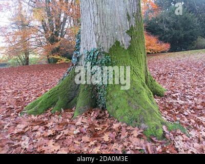 Ein Teppich aus Herbstblättern bedeckt den Boden unter diesem moosbedeckten Baumstamm auf dem Gelände des Rousham House. Stockfoto