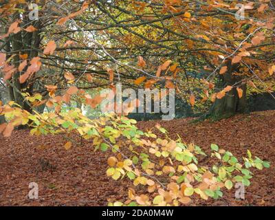 Ein Teppich aus Herbstblättern bedeckt den Boden unter den Bäumen auf dem Gelände des Rousham House, einer Gartenlandschaft, die von William Kent entworfen wurde. Stockfoto