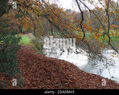 Herbstlicher Blick auf den Fluss Cherwell, goldene Bäume und knackige Blätter unter den Füßen auf dem Oxfordshire Anwesen von Rousham House; November 2020. Stockfoto