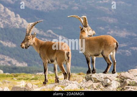 P. N. de Guadarrama, Madrid, Spanien. Zwei männliche wilde Bergziegen im Sommer mit Tal im Hintergrund. Stockfoto