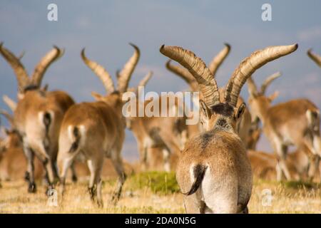 P. N. de Guadarrama, Madrid, Spanien. Rückansicht der Herde von männlichen wilden Bergziegen im Sommer. Stockfoto