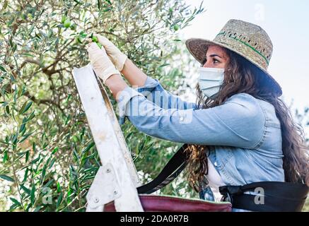 Von unten junge Bäuerin in Schutzmaske Kommissionierung Reife Oliven wachsen auf Baum im Feld Stockfoto