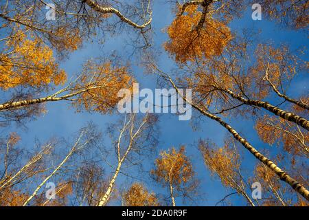 Birken mit gelben Blättern gegen einen blauen Himmel Boden Anzeigen Stockfoto