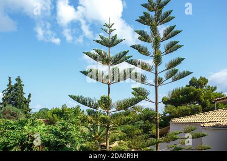 Araucaria wächst gegen einen bewölkten Himmel auf einem klaren sonnigen Tag Stockfoto